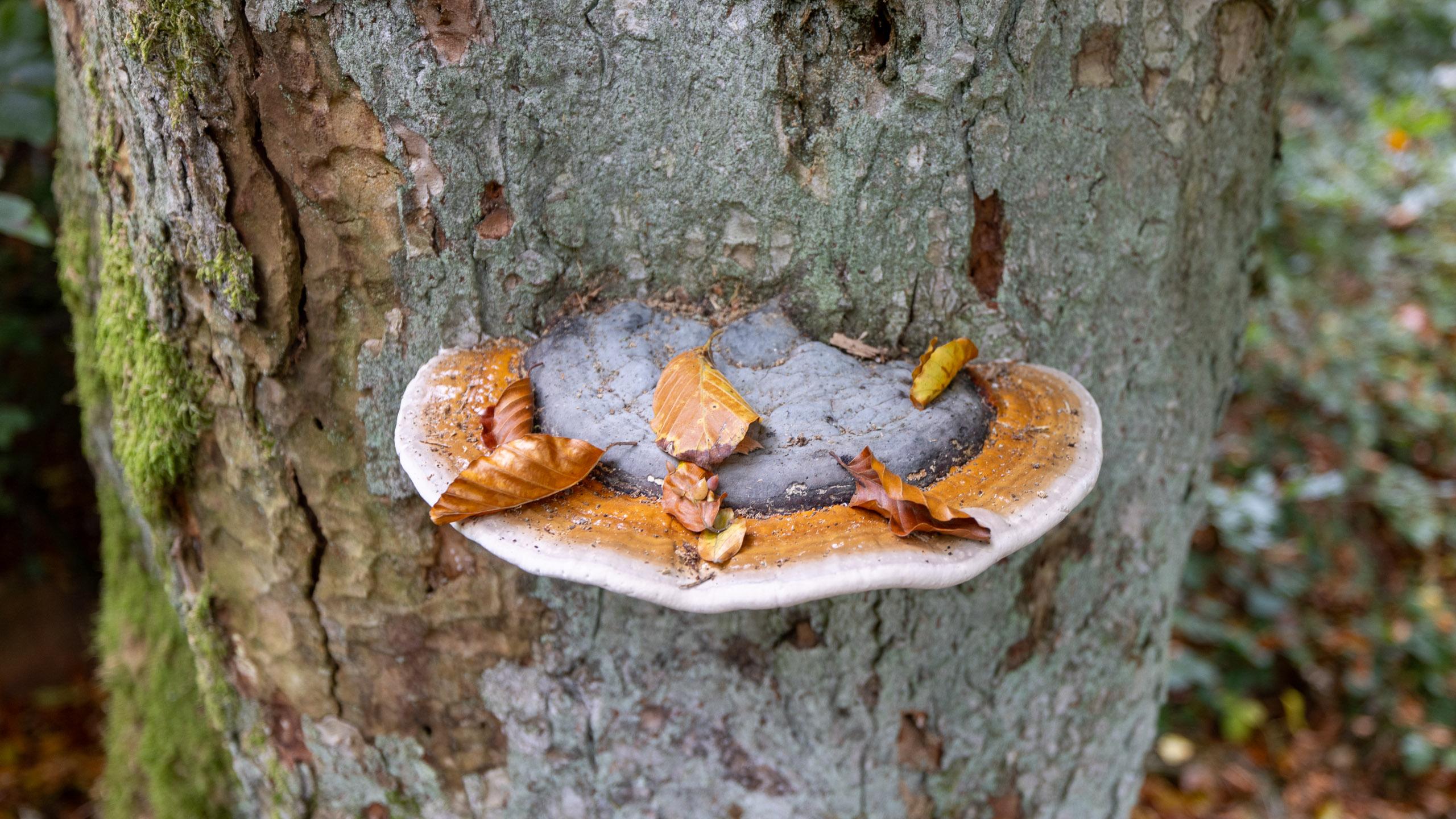 20231014115620 R5D 4022